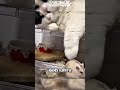 Kucing Gempal kepo dengan teman hamster nya
