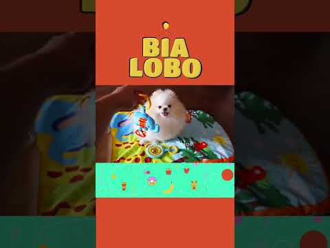 Bia Lobo Com Chloe Pomerania Nova Cazinha de Cachorrinho 2