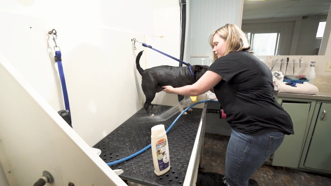 hartz dog shampoo bad