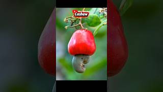 How Cashews Are Processed?