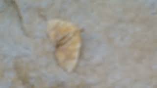 Lesser Grapevine Looper Moth Eulithis Diversilineata