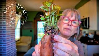 GROW YOUR OWN | Sweet Potato Slips Guide