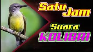 masteran Kolibri nonstop tembakan pedas kesukaan juri #kolibrininja #kolibri