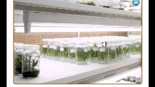 : Tissue culture lab