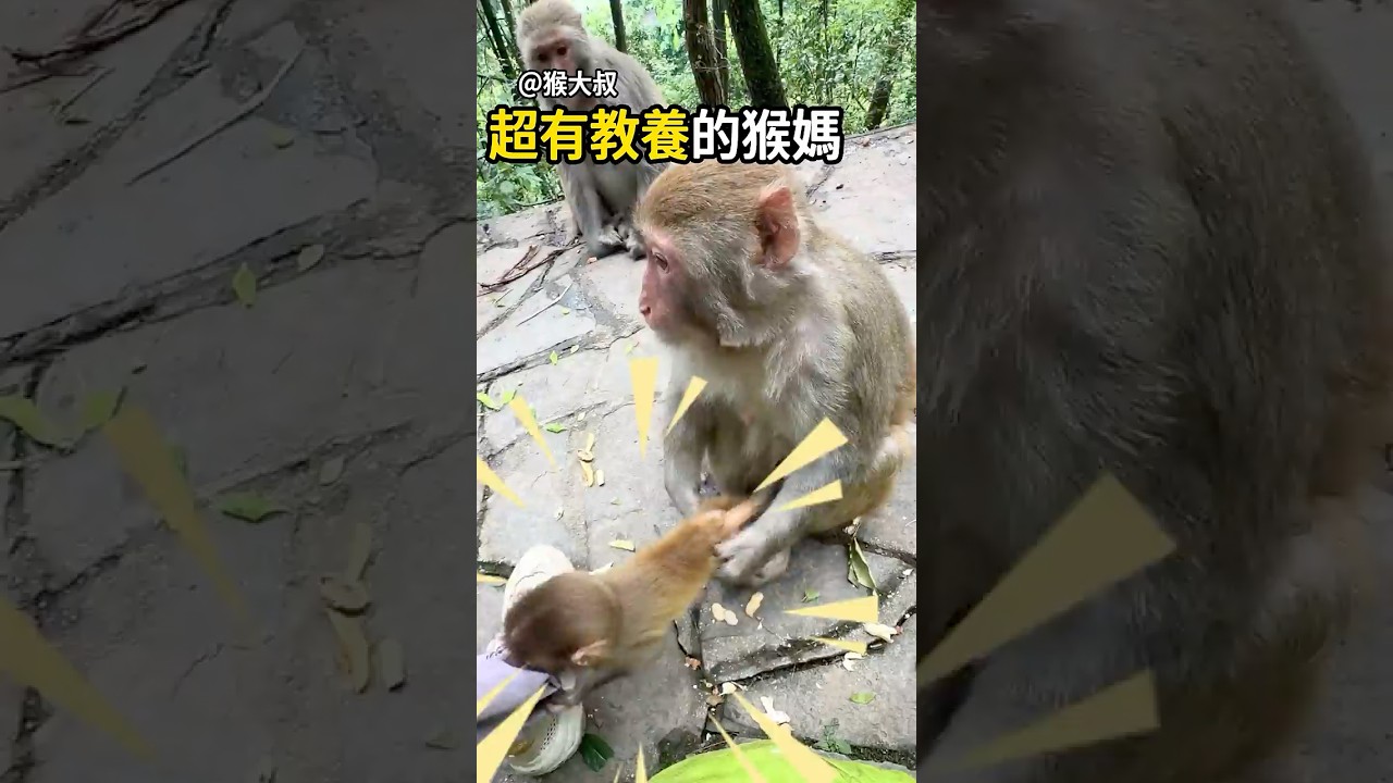 超有教養的猴媽媽😯