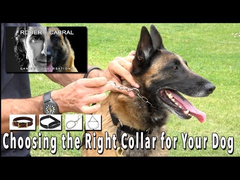 choosing-the-right-collar-for-your-dog---robert-cabral-dog-training