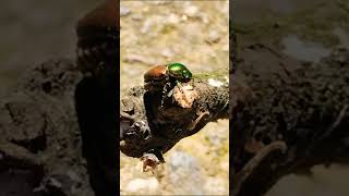 #scarabeo 🤪