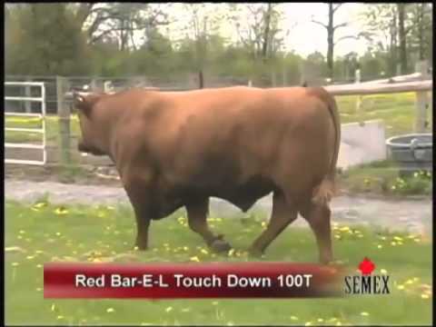 Video Tinh bò Red Angus - Cty Nam Thái 0968891268 - youtube