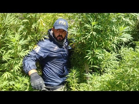 Historias Innecesarias: Historia de la Marihuana