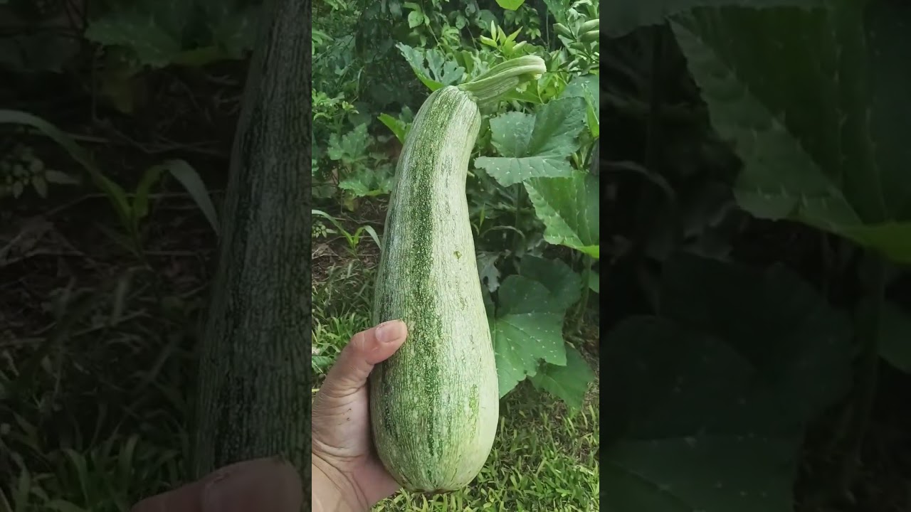 Dica para colher abóboras Grandes 