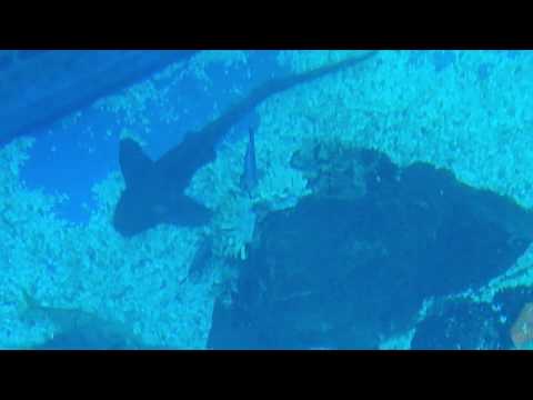 Dubai Aquarium & Underwater Zoo