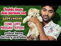 🥰Four Coat Persian Cat • Teddy Bear Jesi persian cat • Doll face baby Cat • Online Persian cats 
