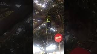 Rescate En El Ficus De Mora