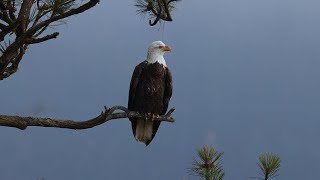 Still Wings | Bald Eagle on a Morning Perch screenshot 2