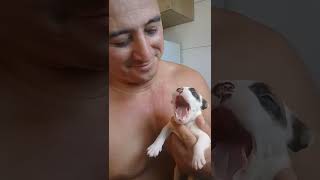 Filhote Buldogue Americano