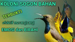 KOLONI SOGON|| chim hút mật