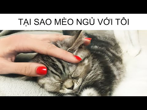 Video Tại sao Mèo Ngủ Với Tôi - youtube