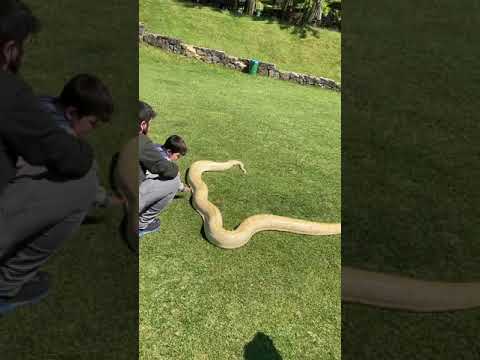 Gösteri piton yılanı
