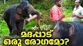 Video for Puthuppally Elephants Official