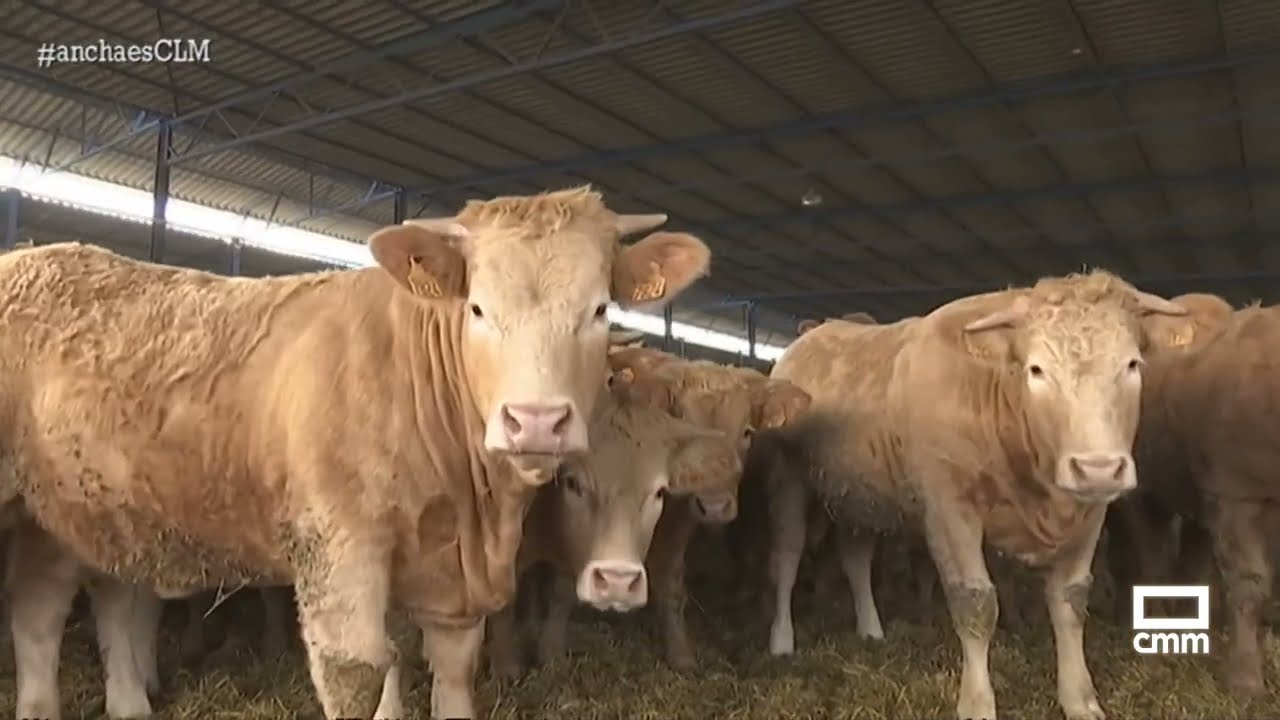 Visitamos una explotación ganadera de terneras | Ancha es Castilla-La Mancha