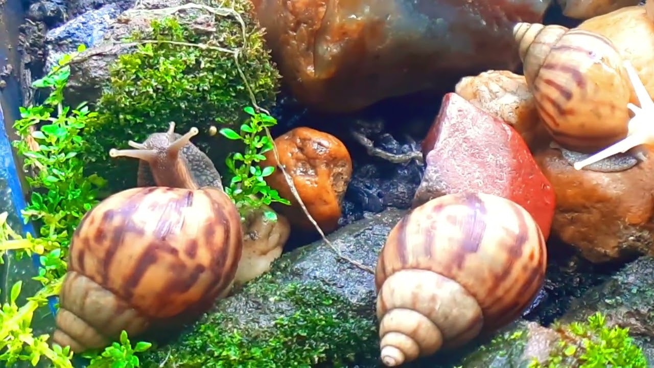 Forest Snail Colonies: Unveiling Their Hidden World 