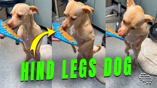 Dog Standing on Hind Legs as It Licks a Snack
