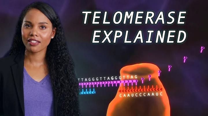 The links between telomerase and aging