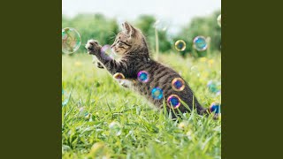 Soft Echoes for Feline Calm