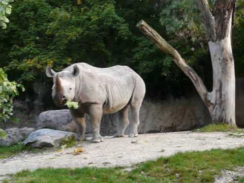 Eating Eastern black rhinoceros