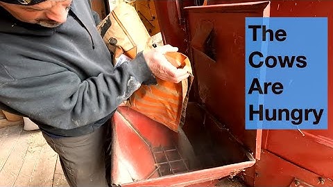 Een paar eenvoudige ingrediënten kunnen het beste voer voor koeien opleveren