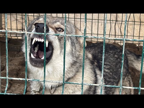 Yabani hayattan bize 😁👻