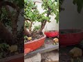 jade bonsai forest (front view)