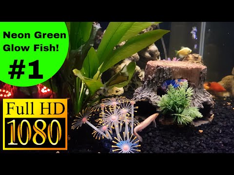 glow-fish-neon-green-tetra---fresh-water-fish-tank-4k-hd