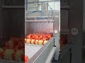 Tomato paste process 🏭