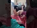 Watch This Dog Go Off On The Cat!