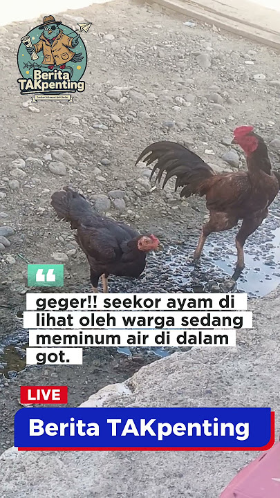 heboh!!!! #beritaterkini #beritaTakpenting #lucu #ayam