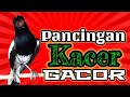 Terapi suara kacer gacor bikin kacer mu nyaut bongkar isian, ampuh untuk pancingan!