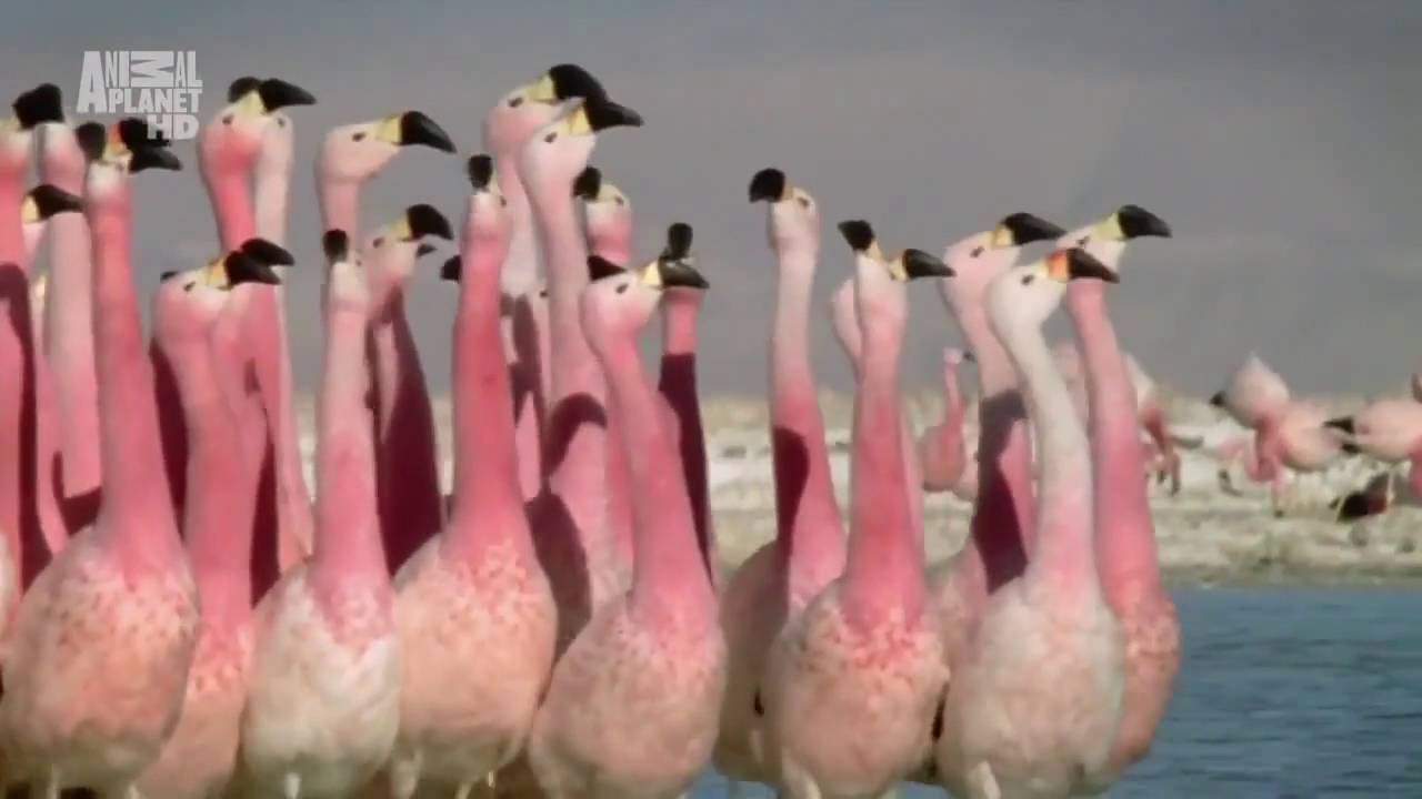 pink flamingos meaning Flamingo ballet