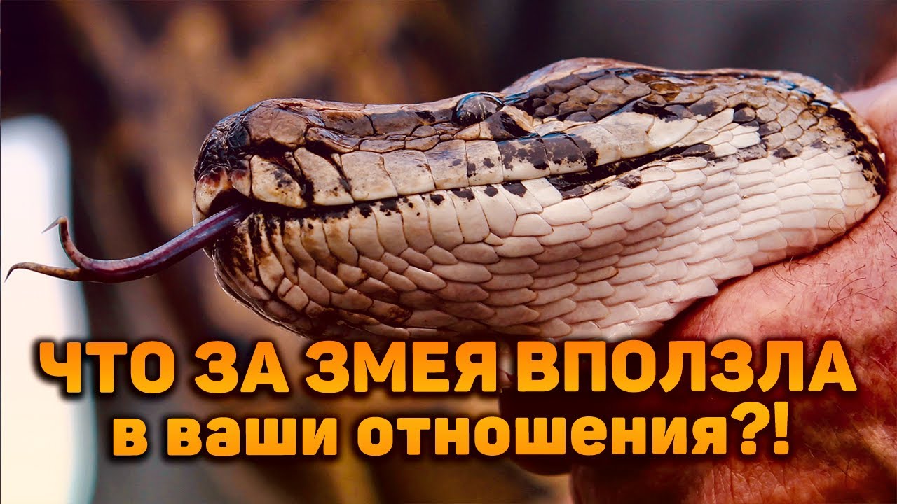 Что за змея повлияла на ваши отношения?! Чего она добилась, и что получает сейчас?