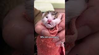 6 days old cat #cat #catvideos #kitten 😺