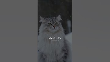 أكتب شيء تؤجر عليه 😴🎧 || ياسر الدوسري 🍁 تلاوة خاشعة قرآن كريم 🍃