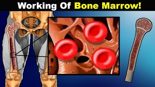 How Blood Cells Are Produced Inside Bone Marrow? | Stem Cells And Blood (Urdu/Hindi)