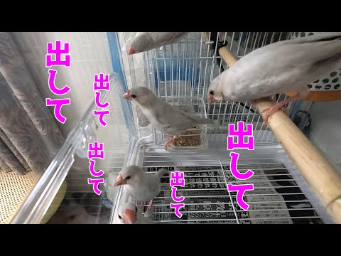 エンドレス出してアピール！諦めを知らない文鳥風ちゃんJava sparrow