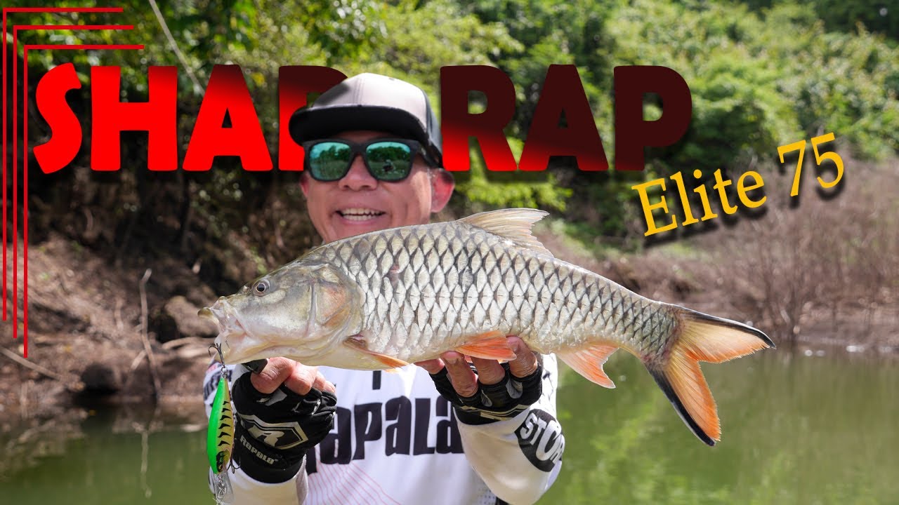shad rap elite 75 | ตกปลากระสูบเขื่อนศรีฯ