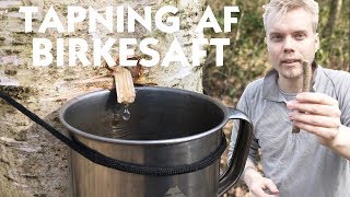 Frisk Tappet Birkesaft Lækkerier Fra Skoven