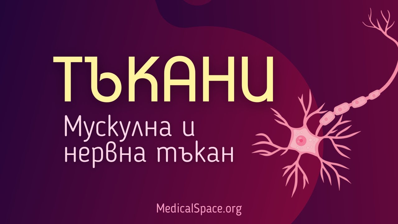 КСК: Тъкани. Мускулна и нервна тъкан