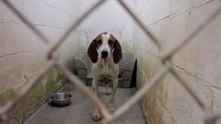 Millions of dogs are euthanized each year due to overcrowding in un...