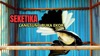 Download Lagu Suara Burung kacer gacor NGEPLONG tarung ini paling ampuh buat PANCINGAN KACER agar EMOSI Nyaut MP3