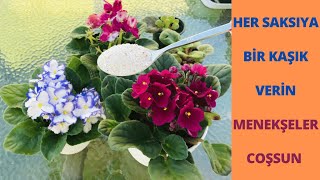 Menekşeye Çiçek Açtıran Gübre/Menekşe Sonbaharda Nasıl Çiçek Açar/Menekşe Bakımı/Yumurta kabuğu