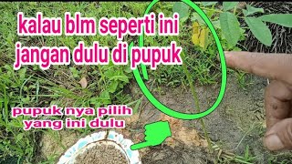 Cara mupuk indigofera yang baru tanam